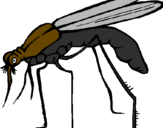 Desenho Mosquito pintado por isa
