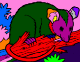 Desenho Ardilla possum pintado por balat