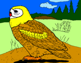 Desenho Coruja nival pintado por rodrigolis