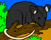 Desenho Ardilla possum pintado por HENRYK