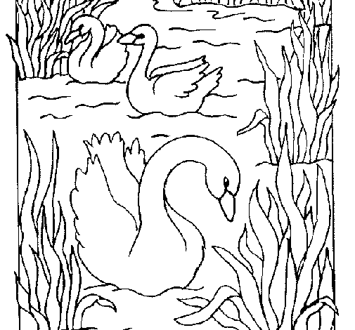 Desenho Cisnes pintado por lalola