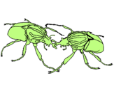 Desenho Escaravelhos pintado por Gu