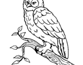 Desenho Coruja pintado por coruja