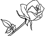 Desenho Rosa pintado por Borboleta
