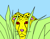 Desenho Guepardo pintado por leopardo africano