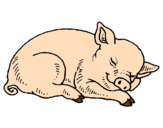 Desenho Porco a dormir pintado por galo