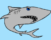 Desenho Tubarão pintado por kkdigoieid dragão da baba