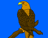 Desenho Águia num ramo pintado por cooda