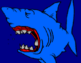 Desenho Tubarão pintado por rafael