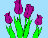 Desenho Tulipa pintado por susy
