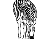 Desenho Zebra pintado por tigre