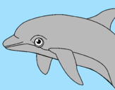 Desenho Golfinho pintado por vitoria  penha