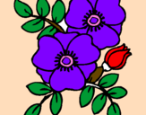 Desenho Papoila pintado por flor do campo