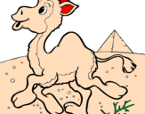 Desenho Camelo pintado por edmar
