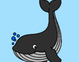 Desenho Pequena baleia pintado por maria eduarda