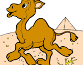 Desenho Camelo pintado por hermes