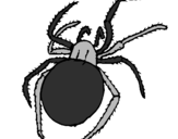 Desenho Aranha venenosa pintado por helder