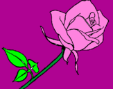 Desenho Rosa pintado por rebecca