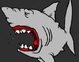 Desenho Tubarão pintado por NR7