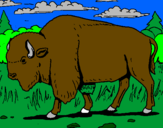 Desenho Búfalo pintado por tar
