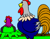 Desenho Galo e galinha pintado por joao victor