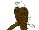 Desenho Águia num ramo pintado por arthur negri