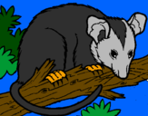 Desenho Ardilla possum pintado por Víctor