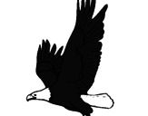 Desenho Águia a voar pintado por nilda