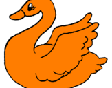 Desenho Cisne pintado por pato laranja