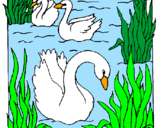 Desenho Cisnes pintado por Rute