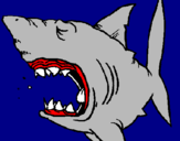 Desenho Tubarão pintado por gabriel  ribero  borges