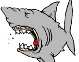 Desenho Tubarão pintado por talita batista viana