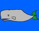 Desenho Baleia azul pintado por Ellias