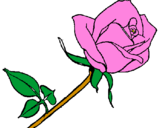 Desenho Rosa pintado por kelly