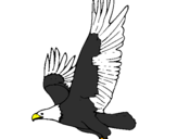 Desenho Águia a voar pintado por gabriel
