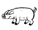 Desenho Porco com cascos negros pintado por alice