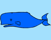 Desenho Baleia azul pintado por pedro igor.
