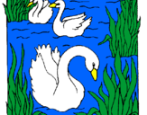 Desenho Cisnes pintado por Patricia