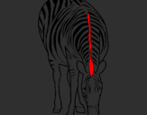 Desenho Zebra pintado por pit bul pirata
