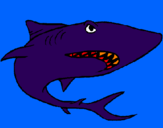 Desenho Tubarão pintado por takayuki