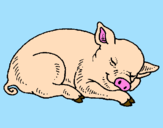 Desenho Porco a dormir pintado por Patricia