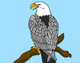 Desenho Águia num ramo pintado por michael jeckson