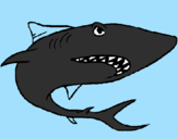 Desenho Tubarão pintado por lucas1