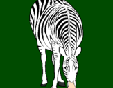 Desenho Zebra pintado por Golden Retriever