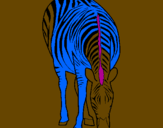 Desenho Zebra pintado por vinicius
