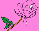 Desenho Rosa pintado por aguilar