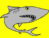Desenho Tubarão pintado por gil