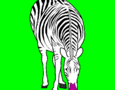 Desenho Zebra pintado por joao victor