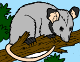 Desenho Ardilla possum pintado por sofia