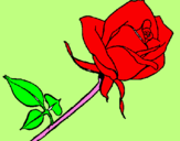 Desenho Rosa pintado por thaua 
